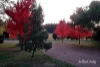 14 McMahons Road, Glenlyon, Vic 3461-Image