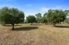 14 Mill Lane, Auburn, SA 5451-Image