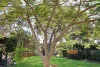 14 Sandalwood Drive, Wondunna, Qld 4655-Image