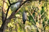 14 Starling Court, Narangba, Qld 4504-Image