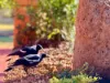 14 Underwood Crescent, Harristown, Qld 4350-Image