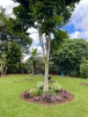 14 Wensley Avenue, Yungaburra, Qld 4884-Image