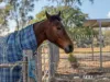 1421 Ipswich-Boonah Road, Peak Crossing, Qld 4306-Image