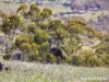 1459 Freemantle Road, Watton, NSW 2795-Image