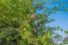 146 Glenwarrin Rd, Elands, NSW 2429-Image