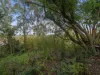 147 Plucks Road, Arana Hills QLD 4054-Image