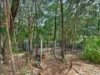 148 Barden Ridge Road, Reedy Creek, Qld 4227-Image