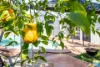 148 Sunbird Chase, Parrearra, Qld 4575-Image