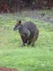 148 Veldens Road, Toorloo Arm, Vic 3909-Image