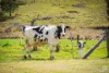 149 Eurobodalla Road, Bodalla, NSW 2545-Image