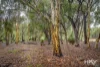149 Leschenaultia Drive, Chittering, WA 6084-Image