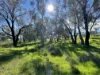 149 Long Tunnel Road, Gundagai, NSW 2722-Image