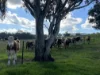 149 Long Tunnel Road, Gundagai, NSW 2722-Image
