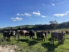 149 Long Tunnel Road, Gundagai, NSW 2722-Image