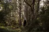 1494 Upper Esk Road, Upper Esk, Tas 7214-Image