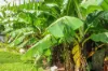 15 Abbott Crescent, Malak, NT 0812-Image