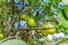 15 Beechal Street, Runcorn, Qld 4113-Image