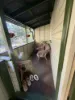 15 BRISBANE ROAD, Dinmore, Qld 4303-Image