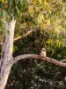 15 Dillon Road, The Gap, Qld 4061-Image