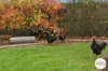 15 Goldsmith Street, Lawitta, Tas 7140-Image