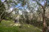 15 Gum Grove, Belair, SA 5052-Image