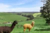15 Knight Road, Gembrook, Vic 3783-Image