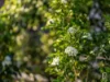 15 Spoonbill Avenue, Warnervale, NSW 2259-Image
