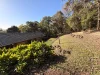 15 Spring Grove Court, Goonellabah NSW 2480-Image