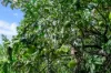 15 Stokes Street, Edmonton QLD 4869-Image