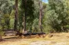 150 Manby Road, Narbethong, Vic 3778-Image