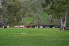 152 Karwin Road, Humbug Scrub, SA 5114-Image