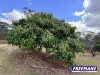 153 Maguire Road, Wattle Camp, Qld 4615-Image