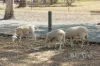 153 Mundoolun rd, Jimboomba, Qld 4280-Image