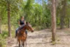 153 Mundoolun Road, Jimboomba, Qld 4280-Image