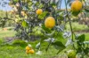 154 Engle Road, Reesville, Qld 4552-Image