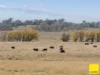 154 Hazeldell Road, Mulloon, NSW 2622-Image