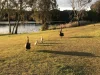 157/34 Monarch Drive, Kingscliff, NSW 2487-Image