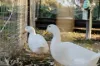 1575 Mandurah Road, Baldivis, WA 6171-Image
