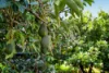 159-165 Andrew Road, Greenbank, Qld 4124-Image