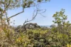 16 Bronzewing Avenue, Buderim, Qld 4556-Image