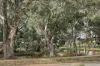 16 Craig Avenue, Warracknabeal, Vic 3393-Image