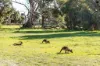 16 Dowerin Circuit, Lakelands, WA 6180-Image