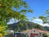 16 Foxtail Street, Mount Sheridan, Qld 4868-Image