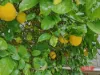 16 Miller Street, Dumbalk, Vic 3956-Image
