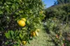 16 Sanctuary Place, Minnamurra, NSW 2533-Image
