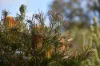 16 Seahaze Drive, Torquay, Vic 3228-Image