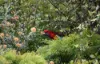 16 Seahaze Drive, Torquay, Vic 3228-Image