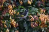 16 Seahaze Drive, Torquay, Vic 3228-Image