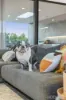16 Stone Pine Court, Connewarre, Vic 3227-Image