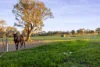 16 Tynan Road, Table Top, NSW 2640-Image